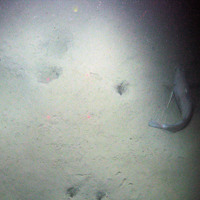 sediment on the seabed