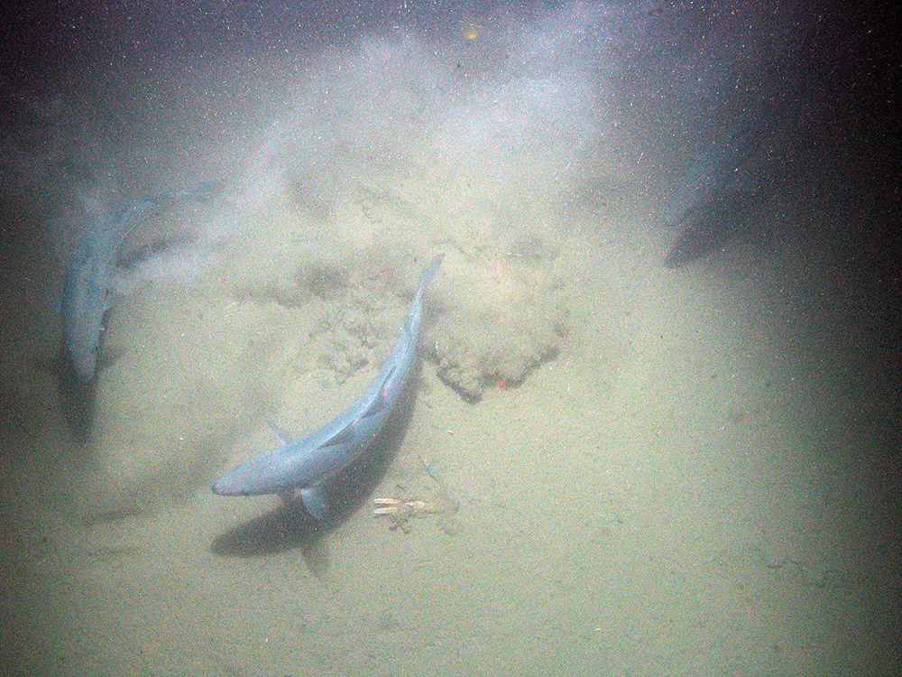 Saithe (Pollachius virens) hunting over sediment