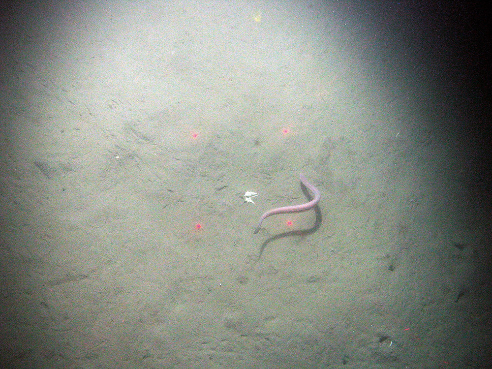 Hag fish (Myxine glutinosa) on sediment