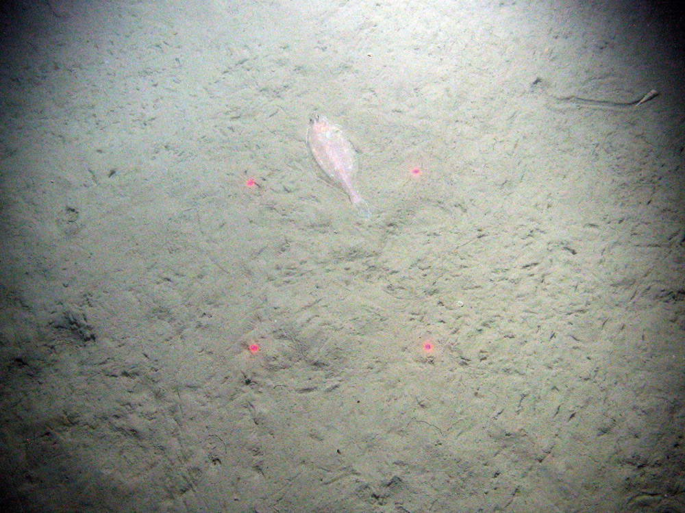 Megrim (Lepidorhombus wiffiagonis) on muddy sediment