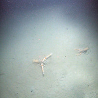 Dublin Bay prawns (Nephrops norvegicus) on soft sediment
