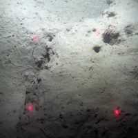 Burrows of the Dublin Bay prawn (Nephrops norvegicus) in soft sediment