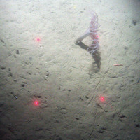 The sea anemone Arachnanthus sarsi in sediment
