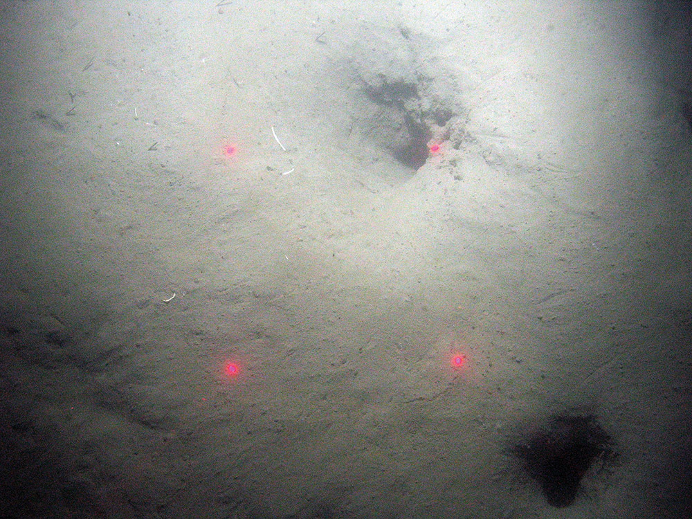 Burrows of the Dublin Bay prawn (Nephrops norvegicus) in soft sediment