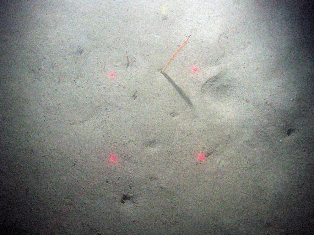 Slender sea pens (Virgularia mirabilis) in soft sediment with burrows