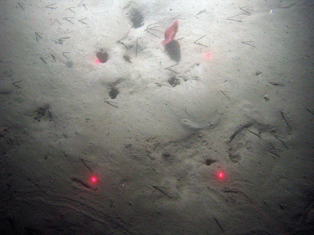 The phosphorescent sea pen (Pennatula phosphorea) in sediment with burrows and tubes