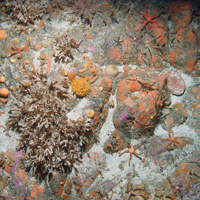 Horn wrack (Flustra foliacea), yellow hedgehog sponge (Polymastia boletiformis) and other fauna on rock with a sand veneer © JNCC
