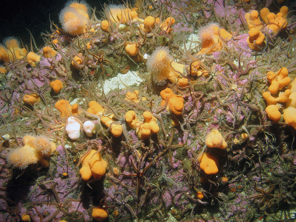 Dead man's fingers (Alcyonium digitatum) with brittlestars (Ophiothrix fragilis and Ophiocomina nigra) on crustose coralline covered rock © JNCC