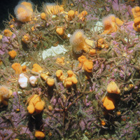Dead man's fingers (Alcyonium digitatum) with brittlestars (Ophiothrix fragilis and Ophiocomina nigra) on crustose coralline covered rock © JNCC