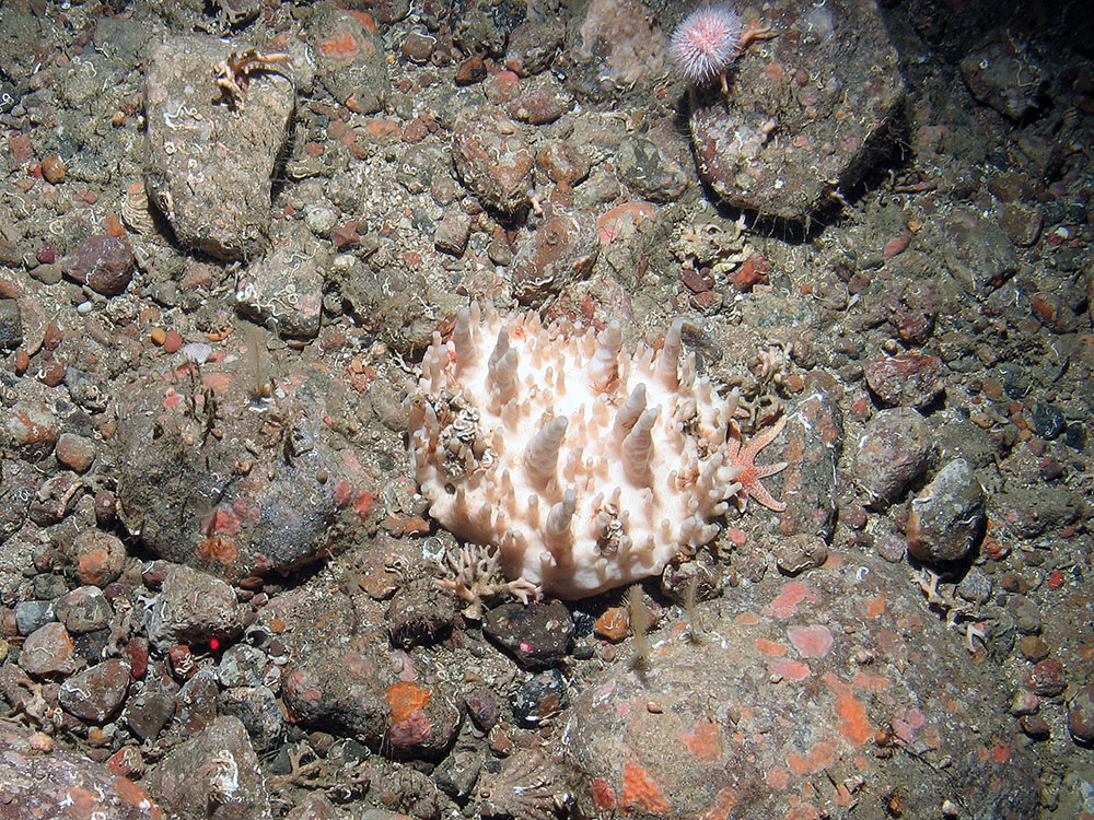 White sponge (Oceanapia robusta) on loose rocky substrata © JNCC