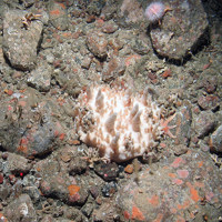 White sponge (Oceanapia robusta) on loose rocky substrata © JNCC