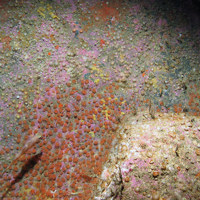 Jewel anemones (Corynactis viridis) and encrusting coralline algae on exposed rock © JNCC