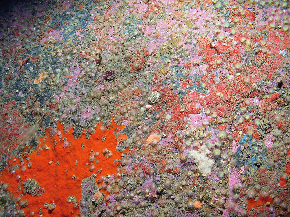 Encrusting sponges, jewel anemones (Corynactis viridis) and crustose coralline algae on rock © JNCC
