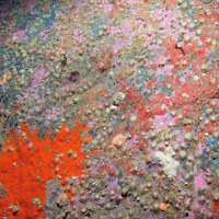 Encrusting sponges, jewel anemones (Corynactis viridis) and crustose coralline algae on rock © JNCC