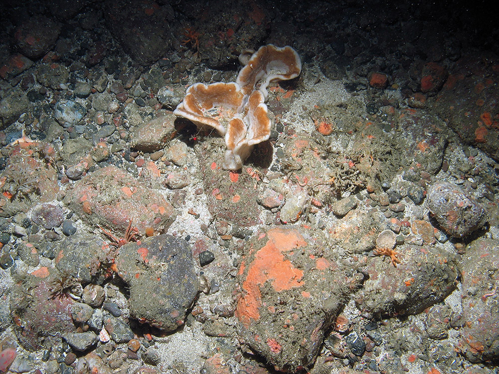 A flabellate sponge (Poecillastra compressa) on loose rocky substrata © JNCC
