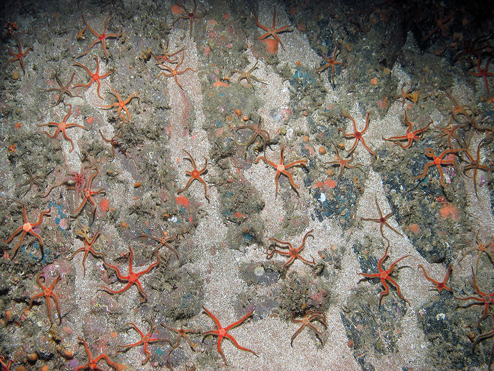 Black brittlestars (Ophiocomina nigra) on rock with a sand veneer © JNCC