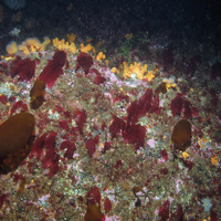 Dead man's fingers (Alcyonium digitatum), jewel anemones (Corynactis viridis), sparse kelp (Laminaria hyperborea), sea beech (Delesseria sanguinea) and other seaweeds on exposed rock © JNCC