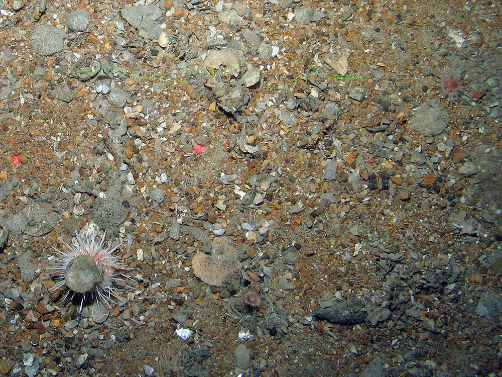 Shell sediment with a sea urchin (Echinoidea), a hormathid anemone (Hormathiidae) and a policeman anemone (Mesacmaea mitchelli)