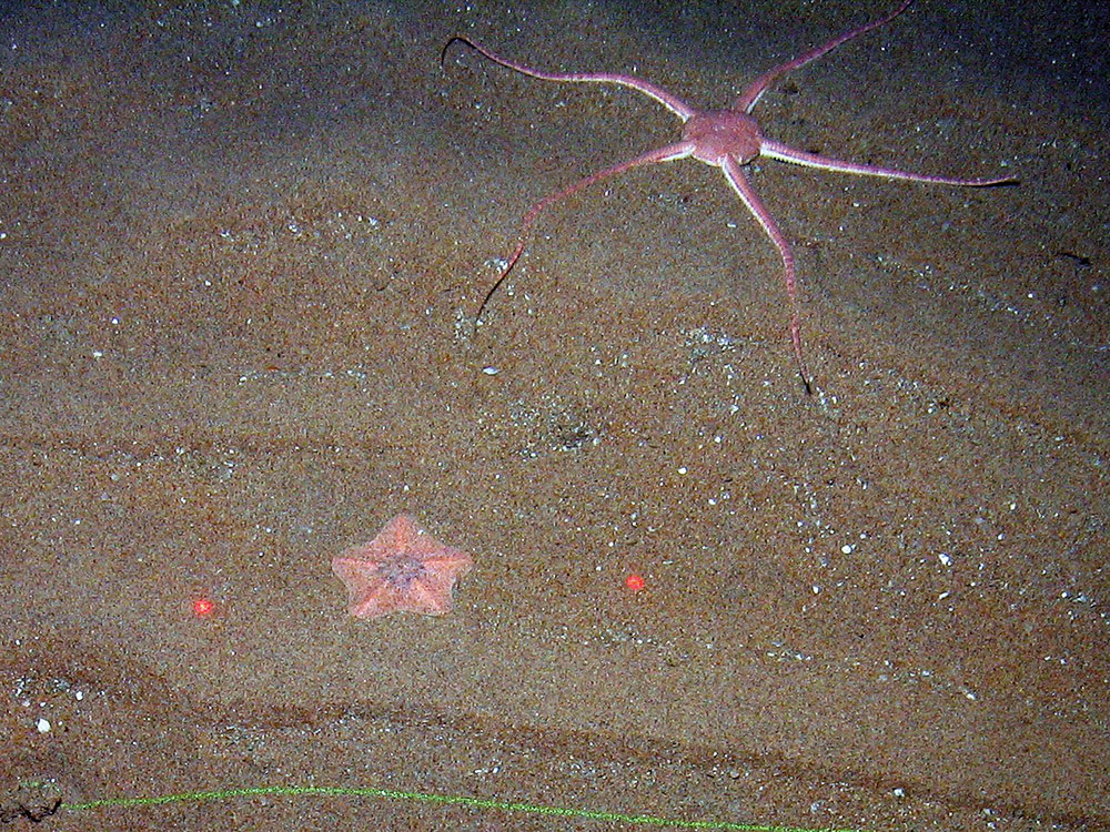 Goose foot starfish (Anseropoda placenta) and a brittlestar (Ophiroidea)