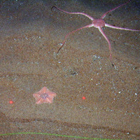 Goose foot starfish (Anseropoda placenta) and a brittlestar (Ophiroidea)
