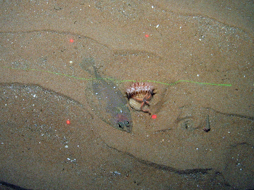 Megrim (Lepidorhombus wiffiagonis) and an anemone (Actinauge richardi) on sand