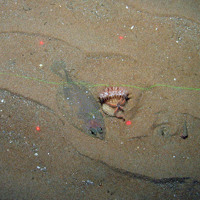 Megrim (Lepidorhombus wiffiagonis) and an anemone (Actinauge richardi) on sand