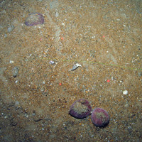 Purple heart urchins (Spatangus purpureus) in sandy sediment