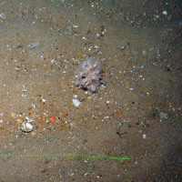 White trumpet anemone (Paraxonathus anguicomis) on sediment