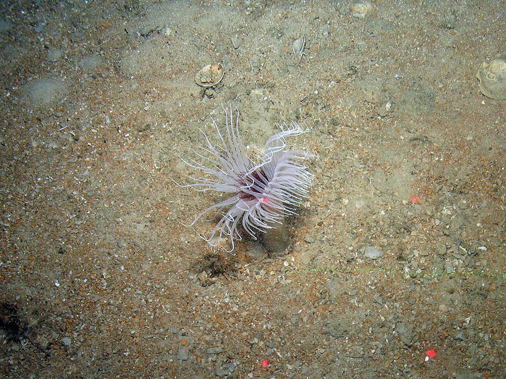 Anenome (Arachnathus sarsi) in sediment