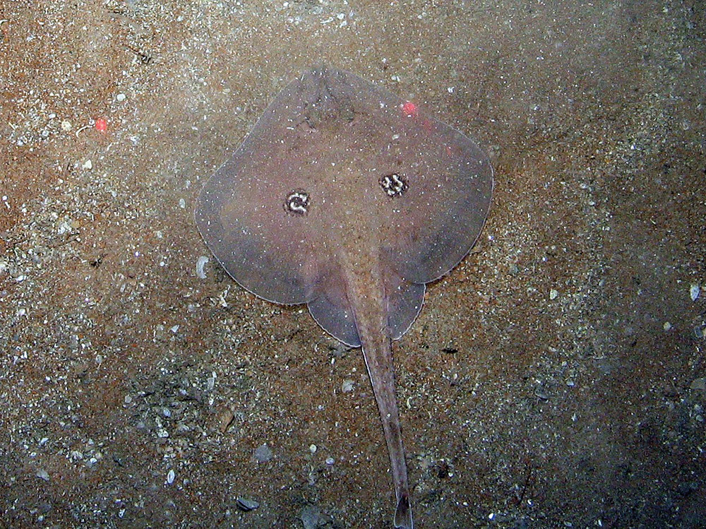 Cuckoo ray (Leucoraja naevus) on sand