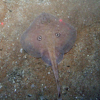 Cuckoo ray (Leucoraja naevus) on sand