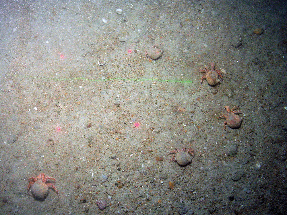 Hermit crabs (Pagurus prideauxi) and commensual anemones (Adamsia carciniopados)