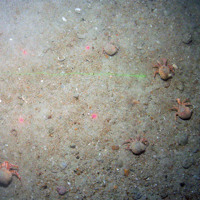 Hermit crabs (Pagurus prideauxi) and commensual anemones (Adamsia carciniopados)