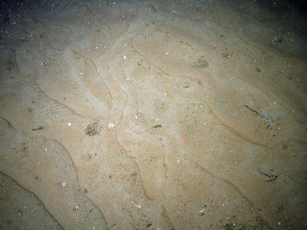 Rippled sand with worm casts