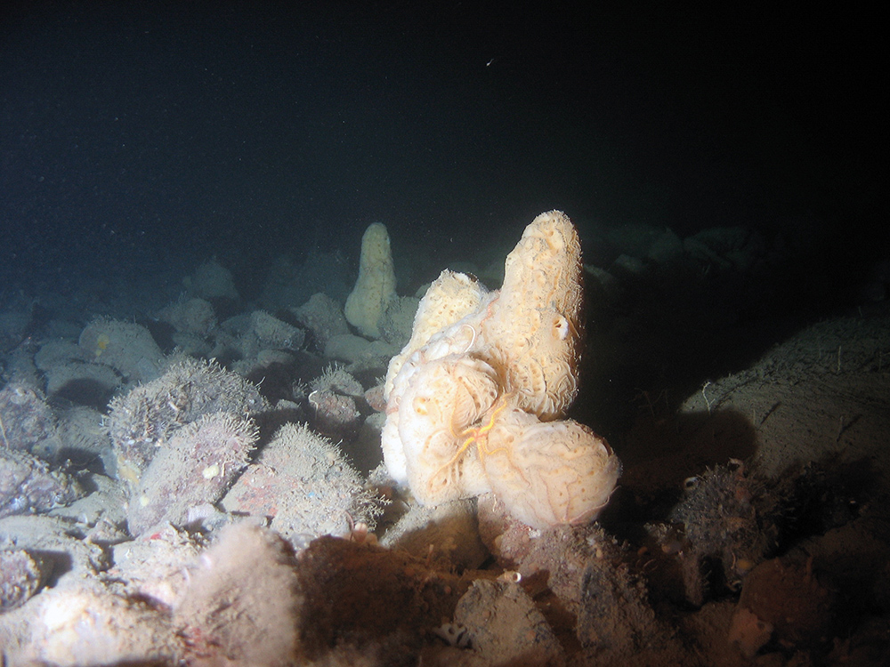 Sponge (Mycale lingua) on cobbles with brittle stars at Stanton Banks SAC