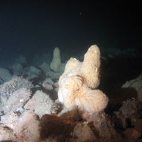 Sponge (Mycale lingua) on cobbles with brittle stars at Stanton Banks SAC