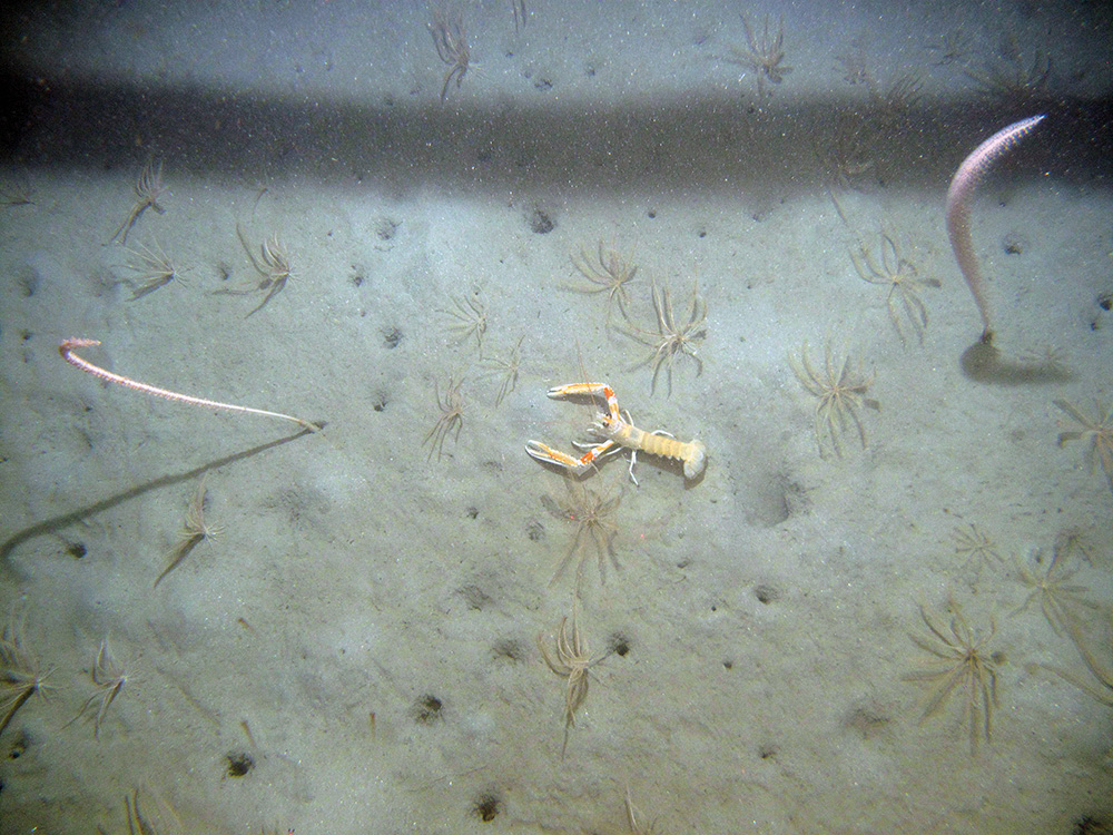 Northern feather stars, tall sea pens and the Dublin Bay prawn at Stanton Banks SAC