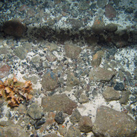 Mixed substrata with the ross coral (Pentapora foliacea) at Stanton Banks SAC