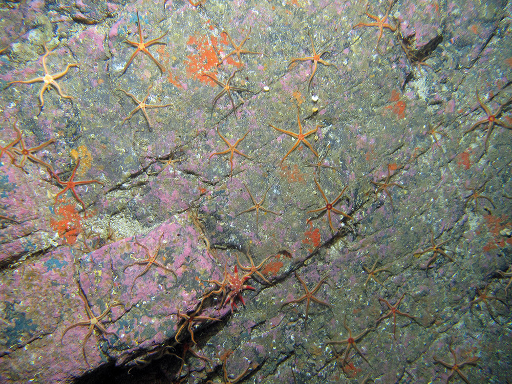 Bedrock with black brittle stars, the common sunstar and encrusting sponges at Stanton Banks SAC