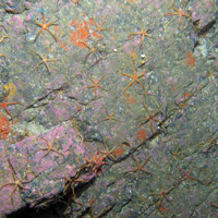 Bedrock with black brittle stars, the common sunstar and encrusting sponges at Stanton Banks SAC