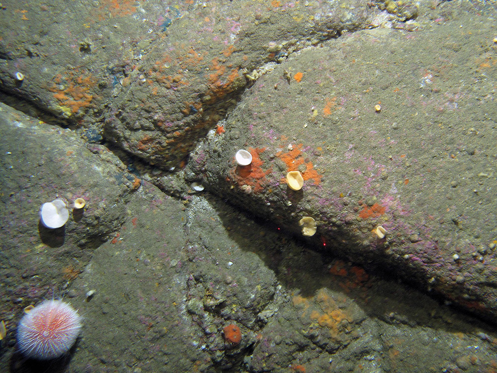 Bedrock with a common sea urchin, cup sponges and encrusting sponges at Stanton Banks SAC