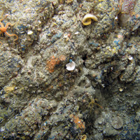 Bedrock with mixed biota including the black brittle star, cup sponges, keel worms and encrusting sponges at Stanton Banks SAC