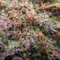Bedrock with black brittle stars (Ophiocomina nigra) and encrusting coralline algae at Stanton Banks SAC
