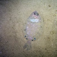 Four-spot megrim (Lepidorhombus boscii) © 2007 Defra, JNCC, Marine Institute, BGS, UoP