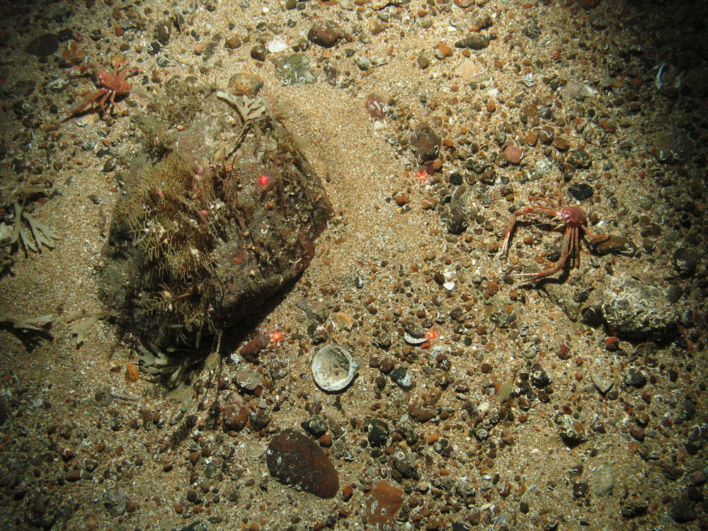 Boulder and squat lobsters