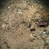 Edible crab under rock