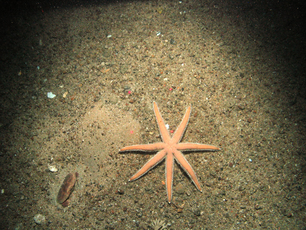 Starfish and edinble crab