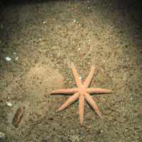 Starfish and edinble crab