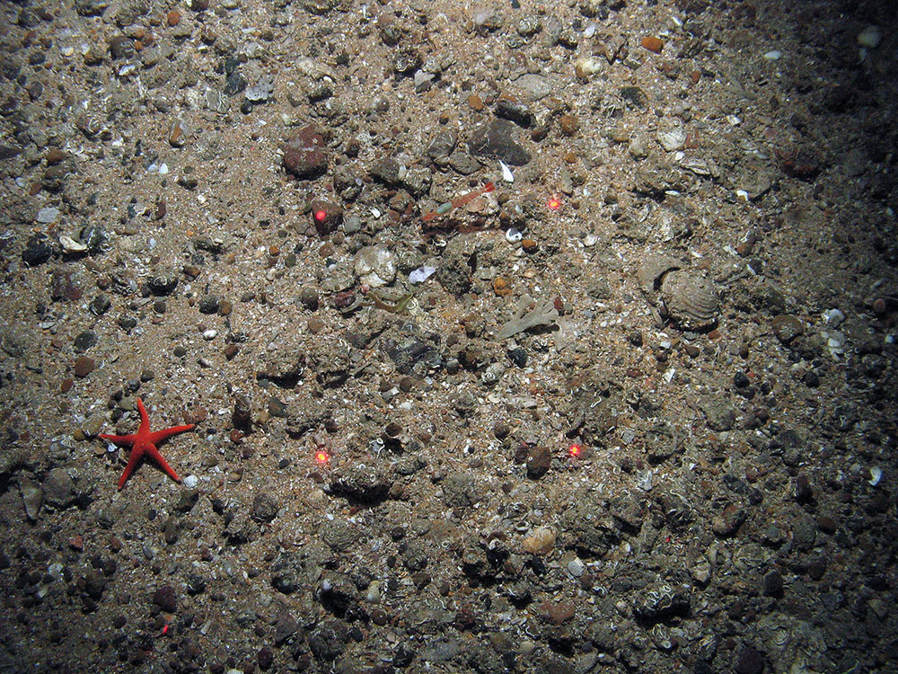 A starfish (Henricia sp.) on gravel and sand with parchment tube worms (Chaetopterus variopedatus) and a prawn.