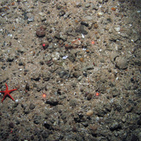A starfish (Henricia sp.) on gravel and sand with parchment tube worms (Chaetopterus variopedatus) and a prawn.